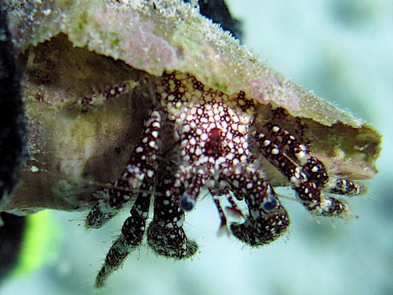 IMG_8980 White Speckled Hermet Crab.jpg